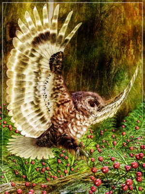 Spotted Owl