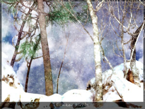 Winter Woods